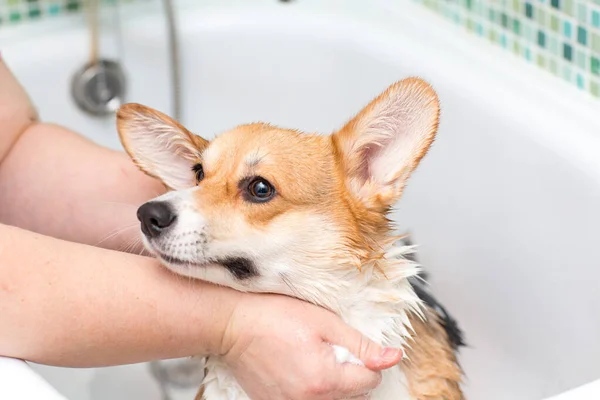 Corgi köpekleri banyoda yıkanır. Hayvan bakımı. — Stok fotoğraf