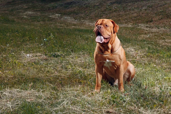 Retrato Dogue de Bordeaux. Mastim cão animal de estimação . — Fotografia de Stock