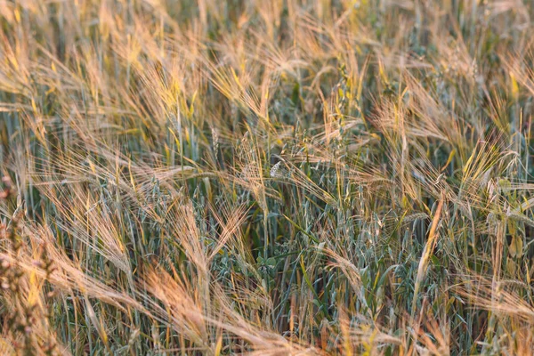 Agricultural field of rye. Rich harvest concept. — Stock Photo, Image