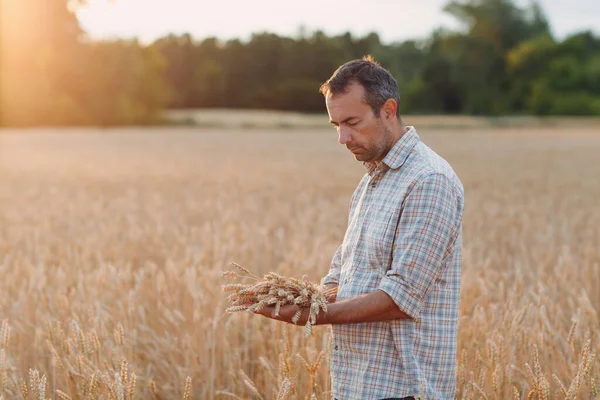 Uomo contadino nel campo di grano al tramonto. Agricoltura e raccolto agricolo, — Foto Stock