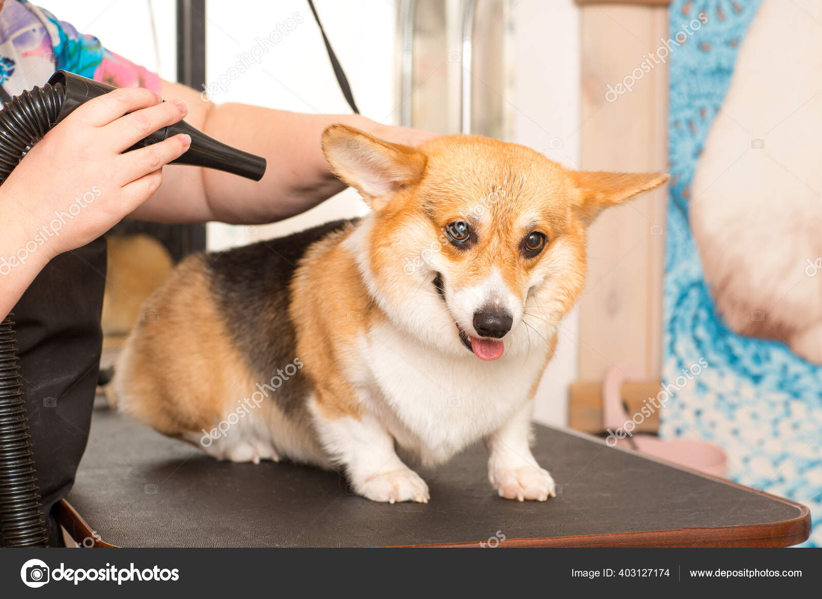 Dog Corgi Drying Pet Grooming and hairstyle — Stock Photo
