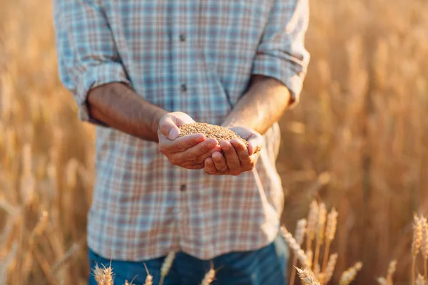 Mani contadine tengono semi di grano maturi dopo il raccolto — Foto Stock