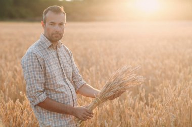 Çiftçi adam gün batımında mısır gevreği tarlasında buğday kulağı tutuyor. Çiftçilik ve tarım ürünleri.,