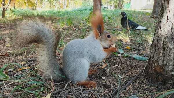 Wiewiórka jedząca orzeszki ziemne na zewnątrz trawa w parku — Zdjęcie stockowe