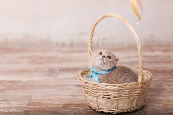 แมวพับสก๊อตบนพื้นหลังสีเบจ ลูกแมวน้อยน่ารัก . — ภาพถ่ายสต็อก