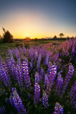 günbatımı lavanta alanın üzerinde 