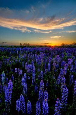 günbatımı lavanta alanın üzerinde 