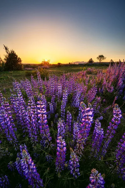 günbatımı lavanta alanın üzerinde 