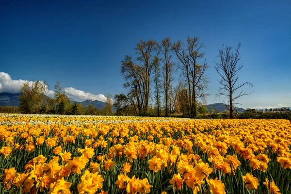 Campo Narciso Nella Giornata Sole — Foto Stock