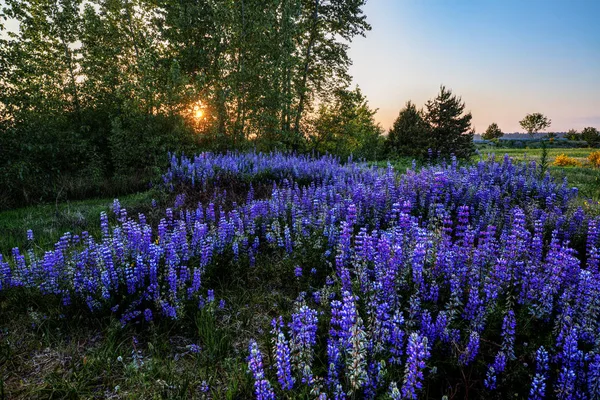 günbatımı lavanta alanın üzerinde 