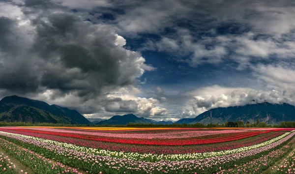 gray clouds over flower field