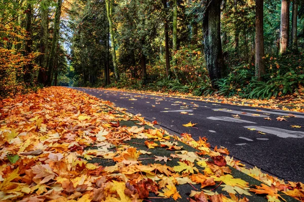 güzel boş sonbahar park