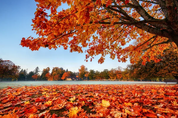 güzel boş sonbahar park