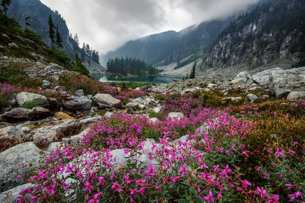 Beautiful Flowers Bank Mountain Lake stockbilde