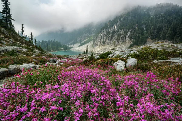 Красиві Квіти Горах Навесні Стокове Зображення