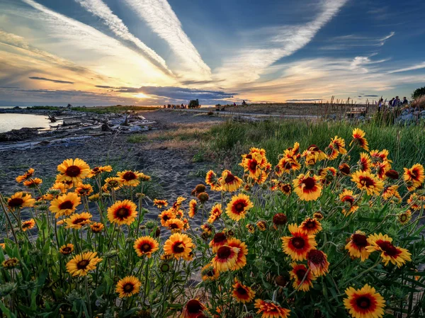 Красиві Яскраві Жовті Квіти Заході Сонця Стокове Фото