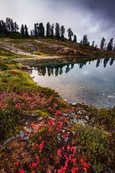 Prachtige Bloemen Aan Oever Van Het Meer Rechtenvrije Stockfoto's