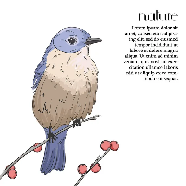 Bluebird Ett Träd Med Röda Bär Violett Fågel Wilflife Små — Stock vektor