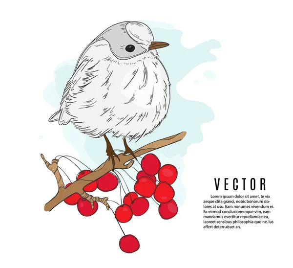 Kleine Vogel Een Takje Vectorillustratie Botanische Schets Van Natuur Wintervakantie — Stockvector