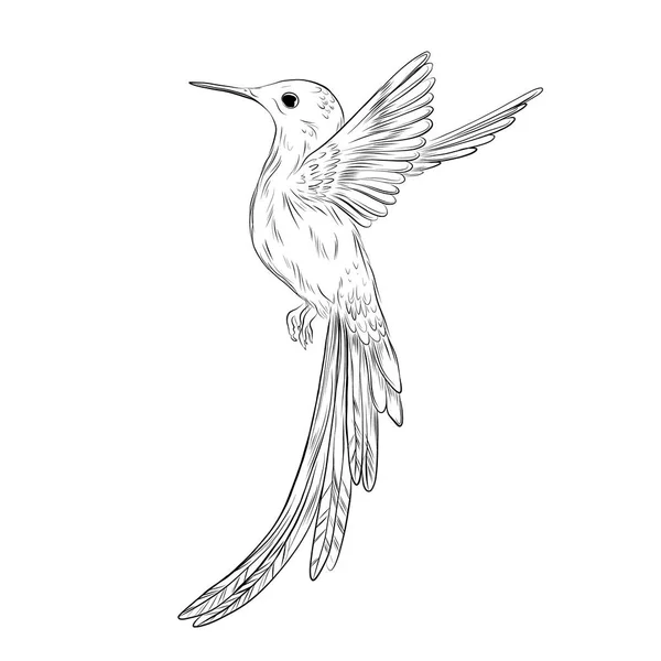 Handritad Colibri-illustration. Humming Bird skiss på vit bakgrund. Söt liten fågel tropisk illustration. Exotiska djur — Stock vektor