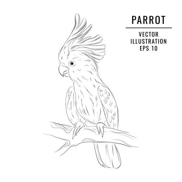 Jungle Parrot skiss. Handritade Wildlife Bird illustration. Söt Zoo djur grafisk design — Stock vektor