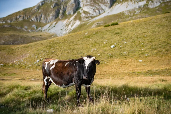 Καφέ αγελάδα με λευκές κηλίδες στο γρασίδι στην κορυφή του βουνού Durmitor. — Φωτογραφία Αρχείου
