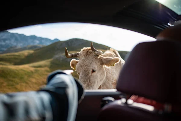 A acariciar a vaca branca pela janela do carro. Vaca branca solitária pela estrada serpentina no topo da montanha Durmitor. — Fotografia de Stock