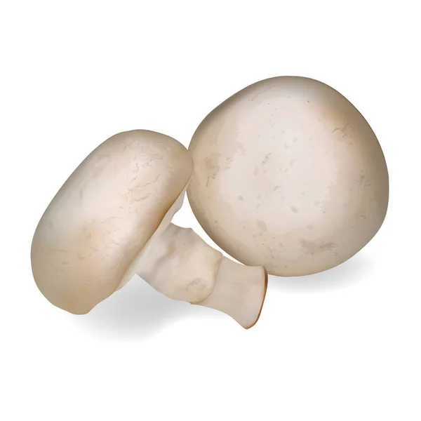 Ρεαλιστική champignon λευκό μανιτάρι. 3D απεικόνιση του διανύσματος. — Διανυσματικό Αρχείο