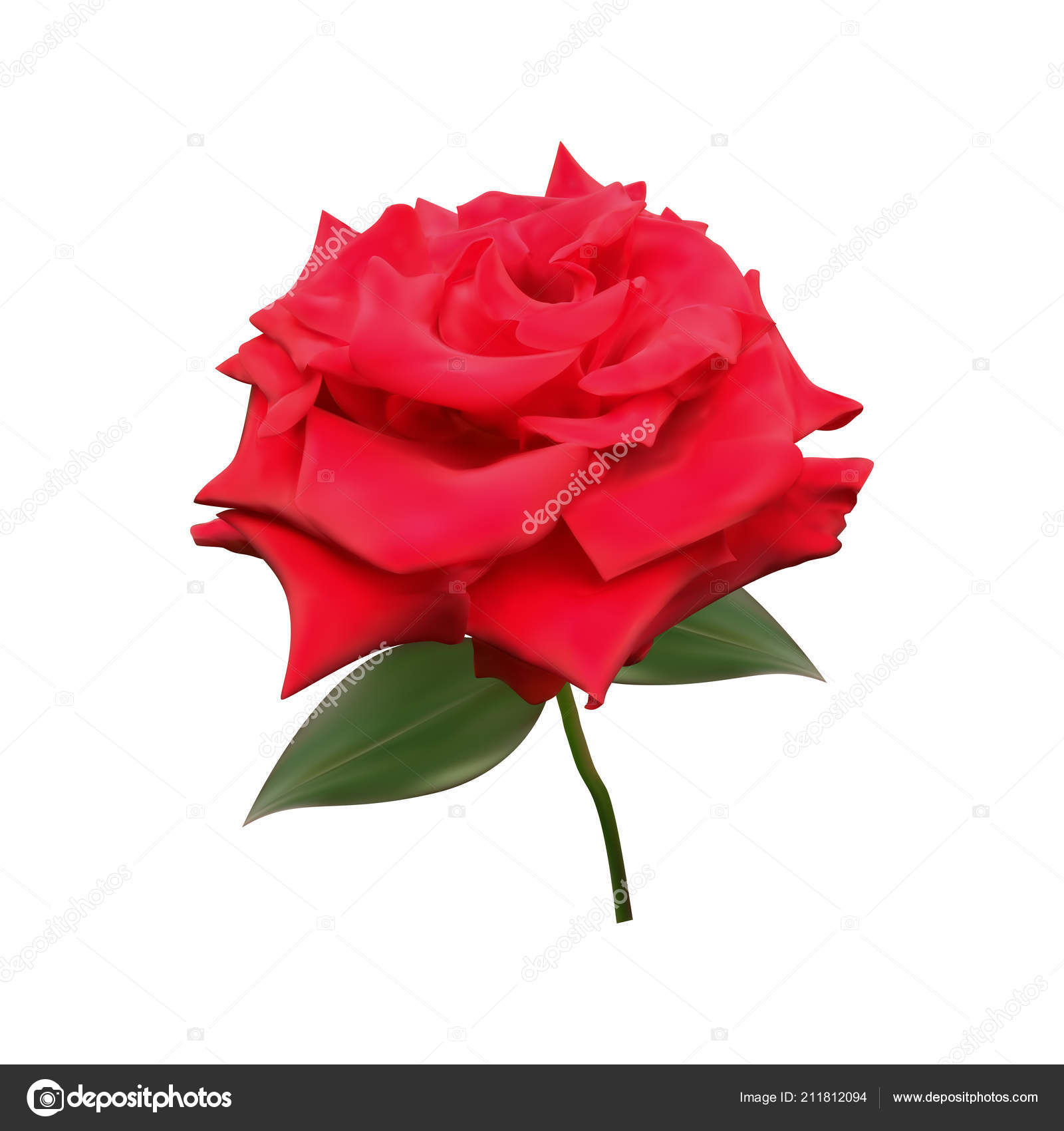 Wallpapers: red rose 3d wallpaper | Realistic red rose close up