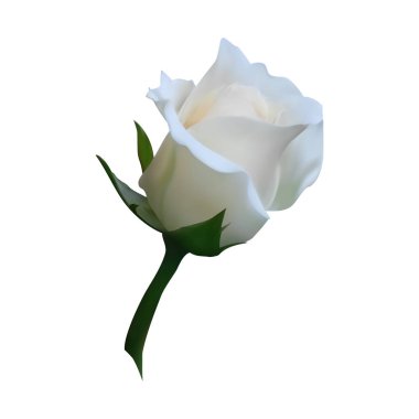 Gerçekçi beyaz gül kapatın. Dekorasyon öğesi için kartları, tebrikler, marka, duvar kağıdı, el ilanları, davet, afiş, broşür, afiş. 3D vektör sanat simge.