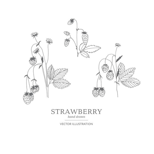 Hand drawn strawberry set.