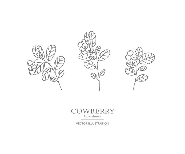 Hand drawn cowberry set