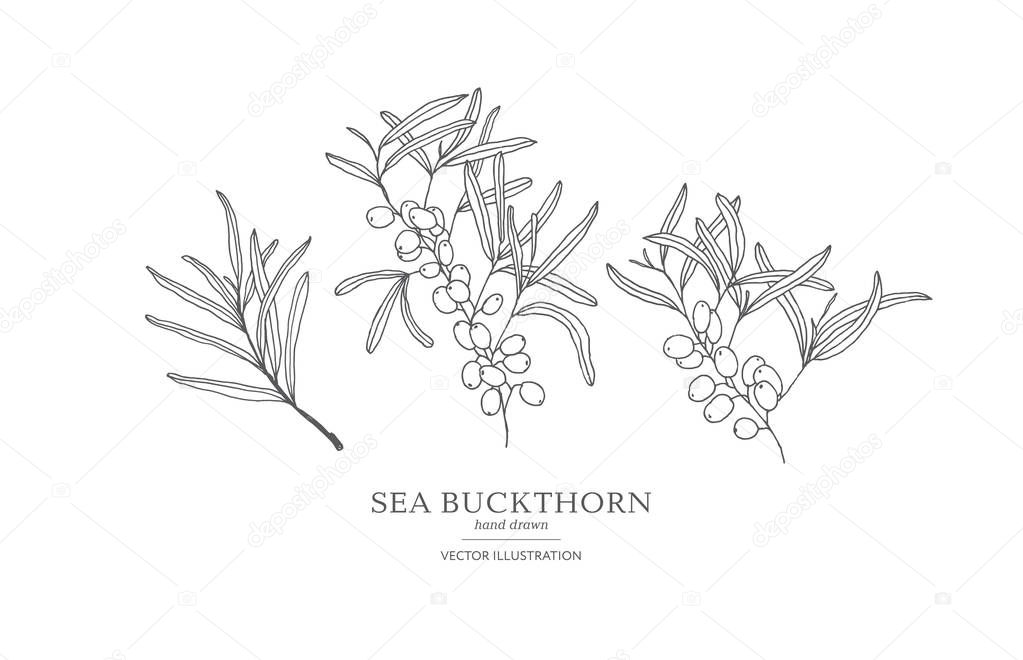 Hand drawn sea buckthorn branches