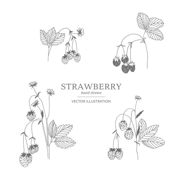 Hand drawn strawberry set.
