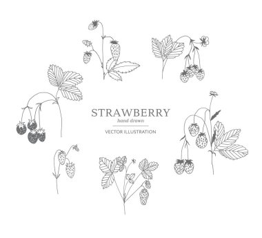 Elle çizilmiş çilek seti.