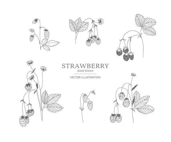 Hand drawn strawberry set.