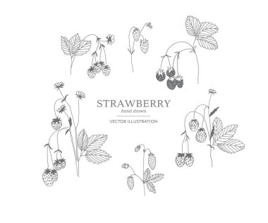 Elle çizilmiş çilek seti.