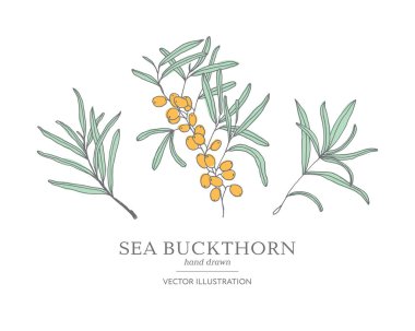 Çizilmiş deniz cehri dalları el