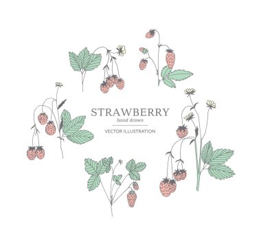 Elle çizilmiş çilek seti.