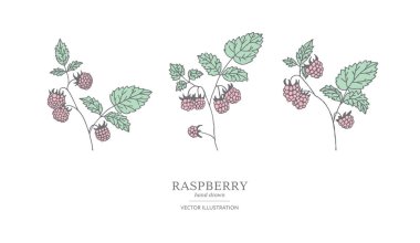 Ahududu dalları el çekilmiş