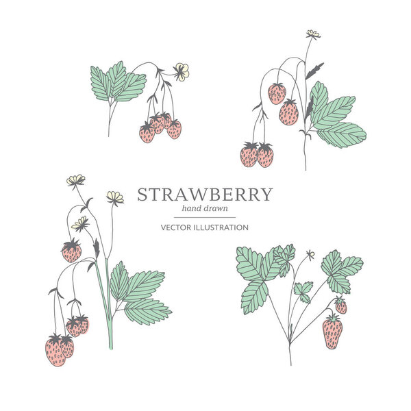 Hand drawn strawberry set.