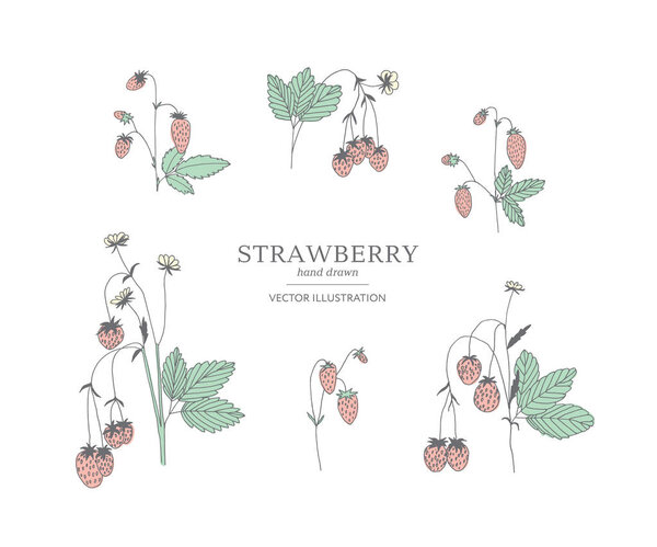 Hand drawn strawberry set.