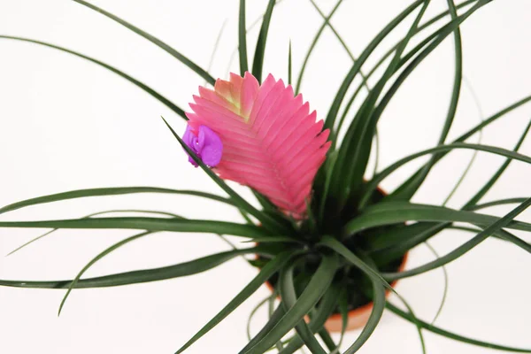 Flor de Tillandsia Cyanea roxa — Fotografia de Stock