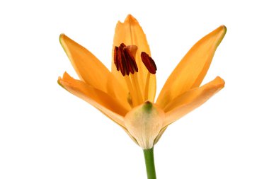 Beyaz arka planda turuncu lily çiçek.