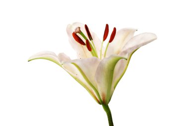 izole beyaz zemin üzerine Beyaz Zambak çiçeği.