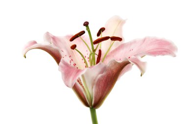 Beyaz arkaplanda pembe zambak çiçeği.