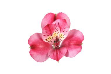 Beyaz arka plan üzerinde pembe alstroemeria çiçek.