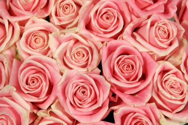 Pembe doğal gül çiçek arka plan olarak.