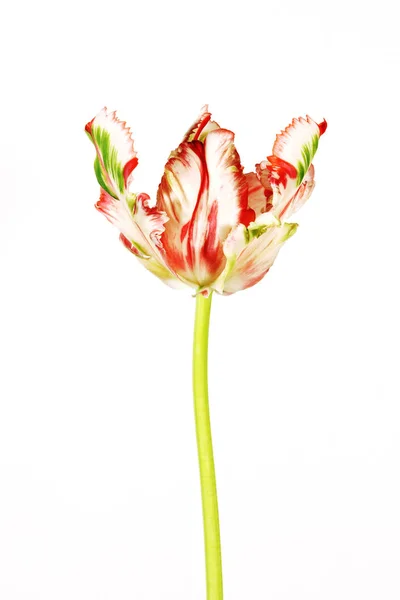 Bunte Tulpenblume auf weißem Hintergrund. — Stockfoto