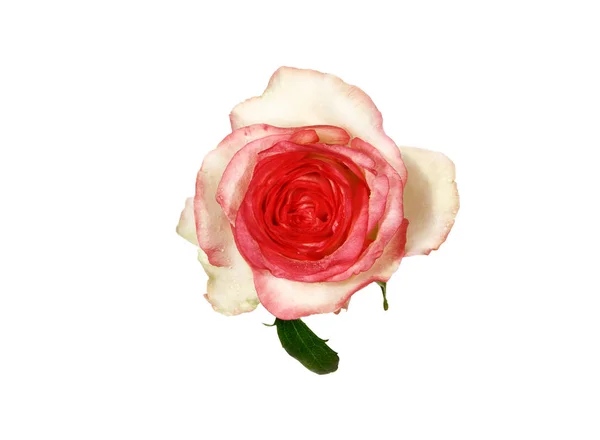 Рожева троянда ізольована на білому тлі . — стокове фото